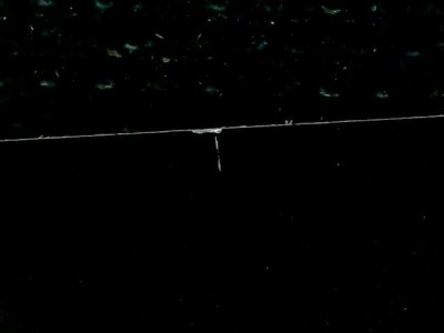 SN33555