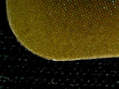 SN33649