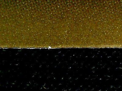 SN33649