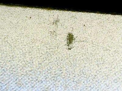 SN33654