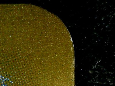 SN33719