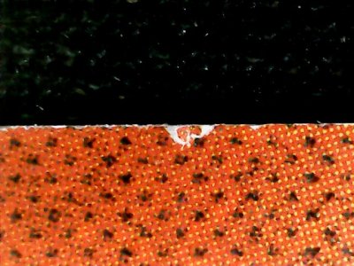 SN34195