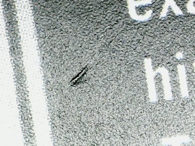 SN34251