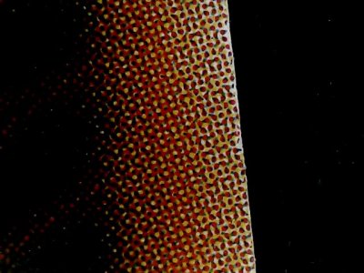 SN34287