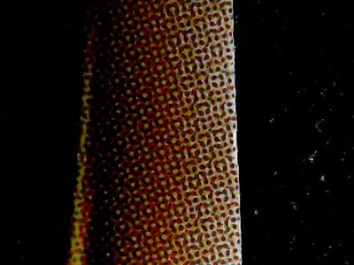 SN34287
