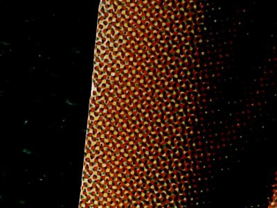 SN34319