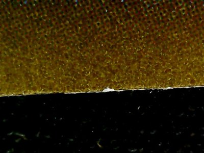 SN34513