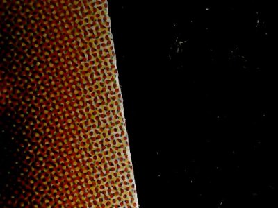 SN34548