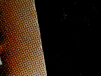 SN34548