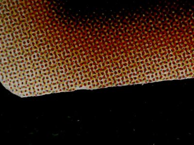 SN34548