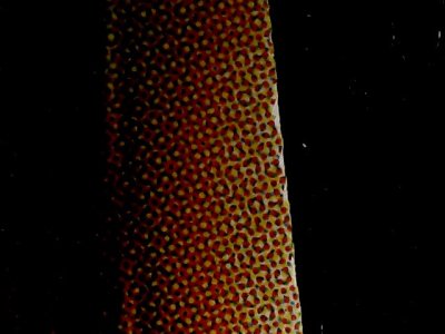 SN34549