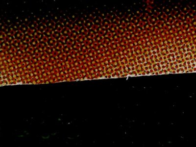 SN34549