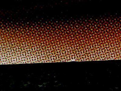 SN34556