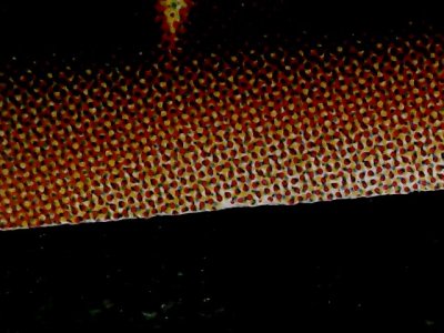 SN34556