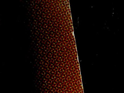 SN34557