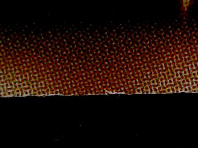 SN34557