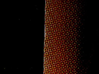 SN34557