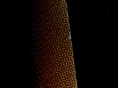 SN34558