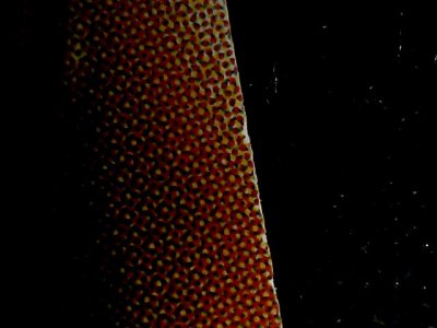SN34558