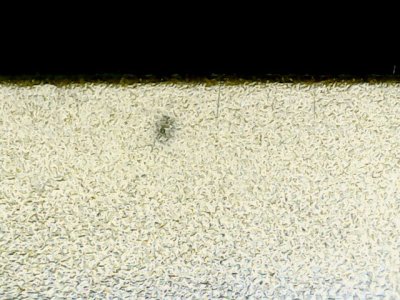SN34535