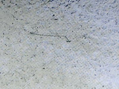 SN34535
