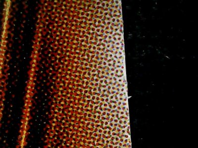 SN34565