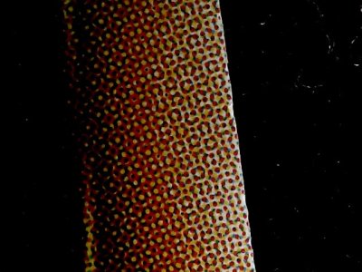 SN34575