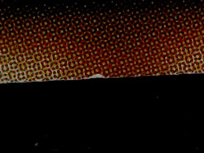 SN34575