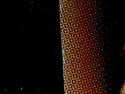 SN34575