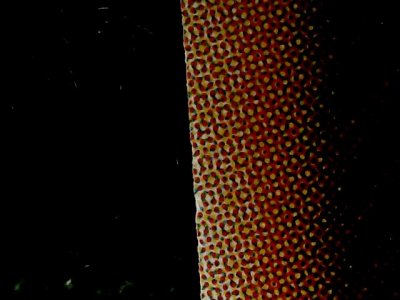 SN34575