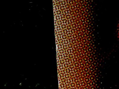 SN34575