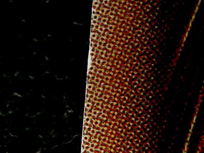 SN34903