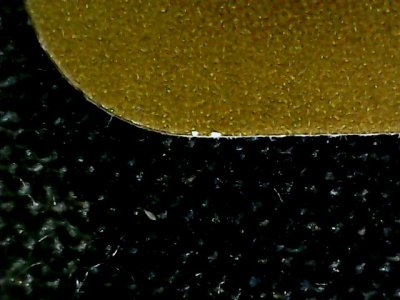 SN34955