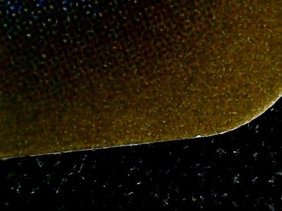 SN34961