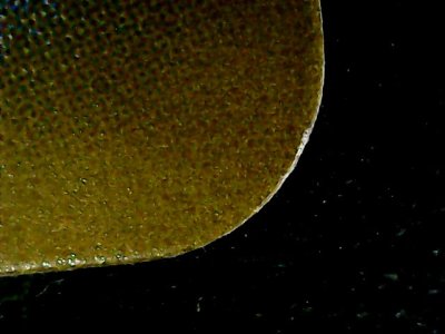 SN35017