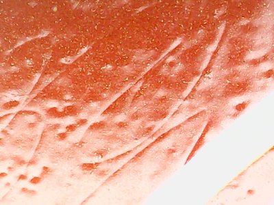 SN35041