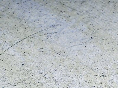 SN36384