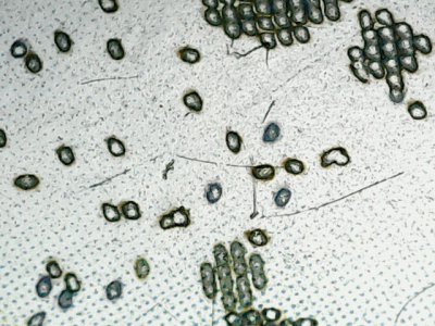 SN35329