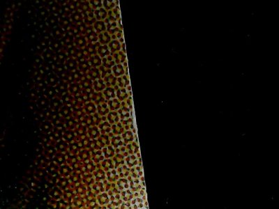 SN35337
