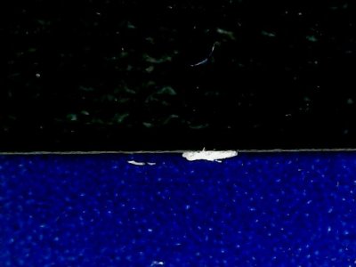 SN35561