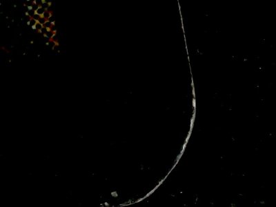 SN35592
