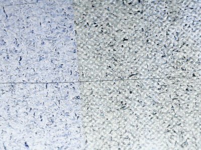 SN36065