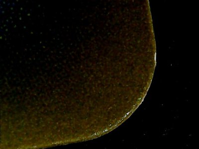 SN36164