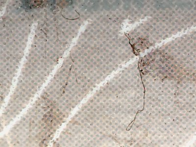SN36301
