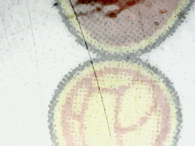 SN36301
