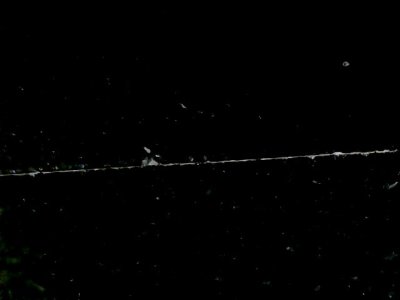 SN36516