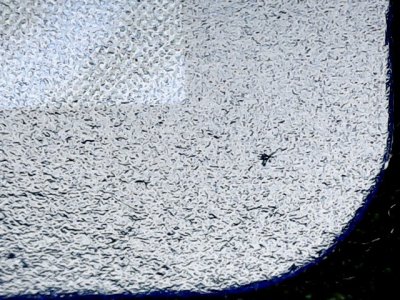 SN36653