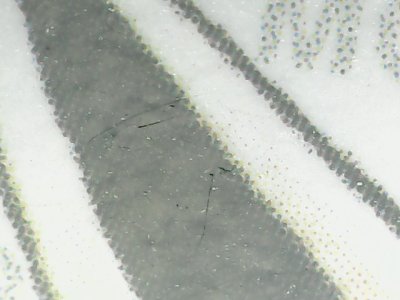 SN36749