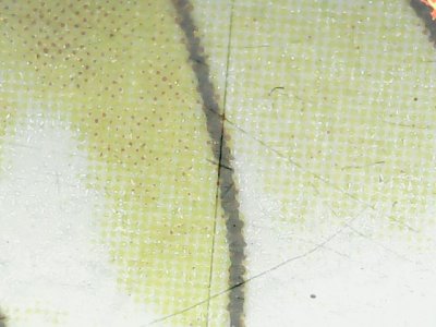 SN36755