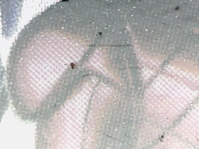 SN37196
